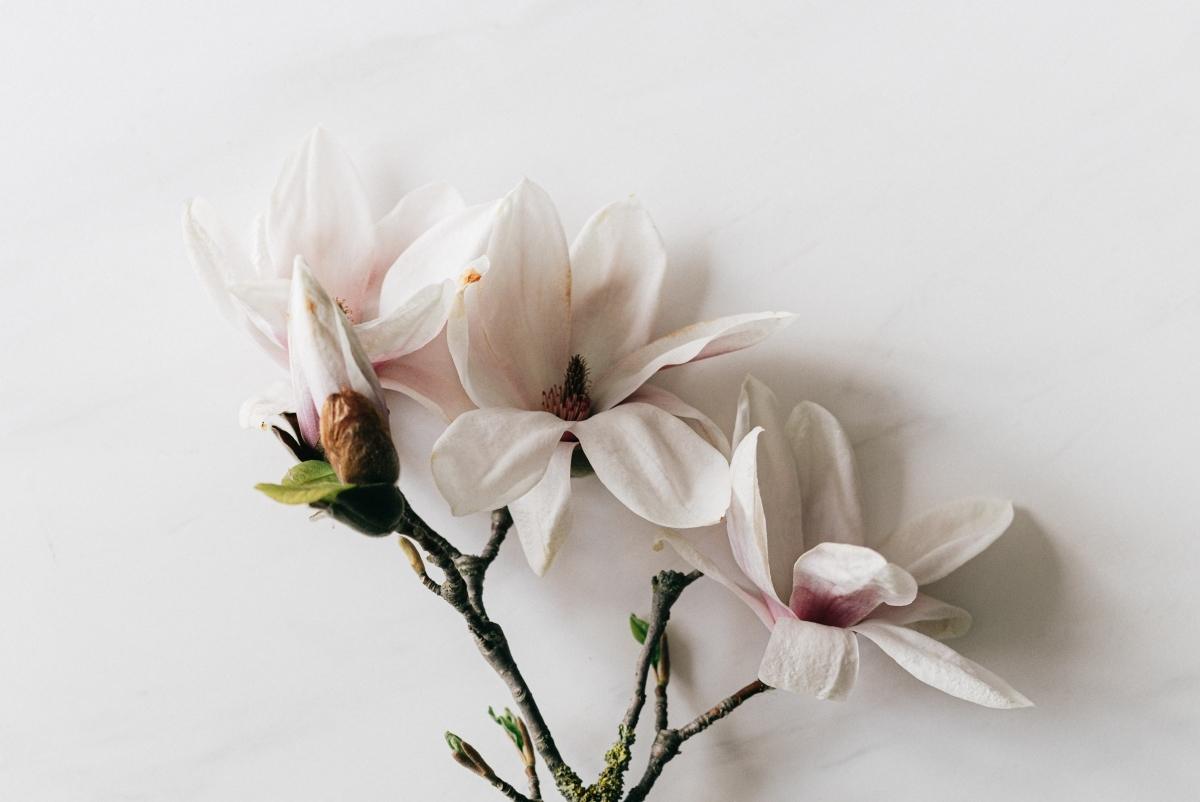 toallitas faciales mercadona 